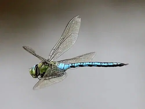 Серийный убийца. Стрекоза - самый успешный хищник