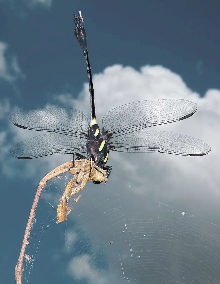 Серийный убийца. Стрекоза - самый успешный хищник