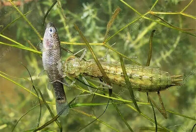 Серийный убийца. Стрекоза - самый успешный хищник