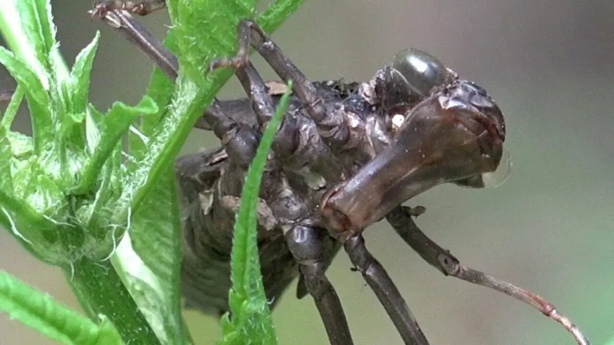 Серийный убийца. Стрекоза - самый успешный хищник