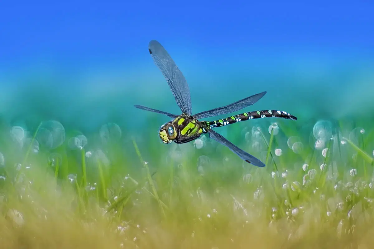 Серийный убийца. Стрекоза - самый успешный хищник