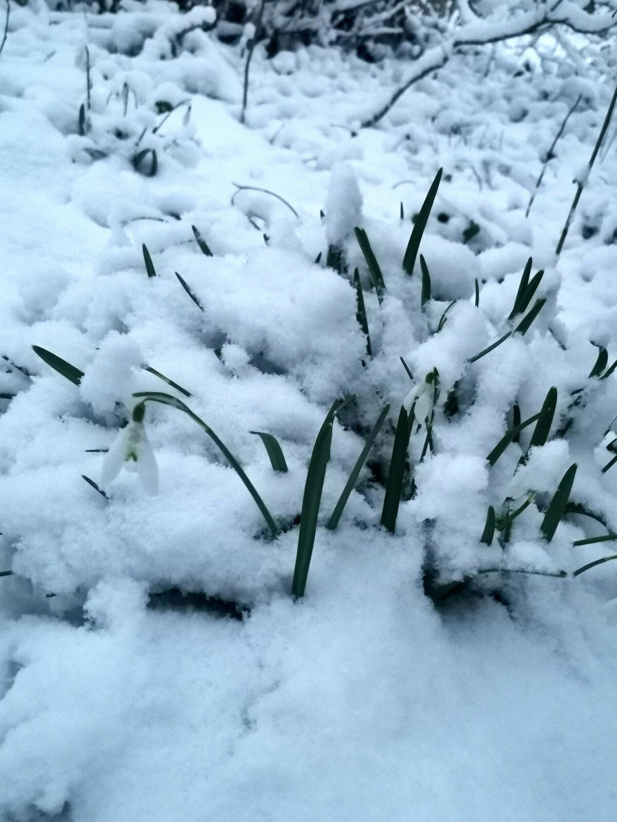 Уже смеркалось, а снег всё шёл