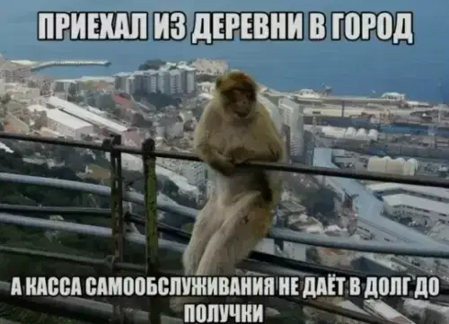 Отобиристая дичка