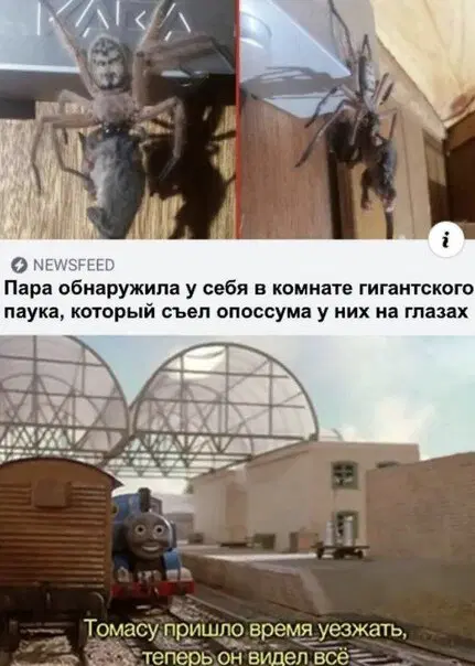 Отобиристая дичка