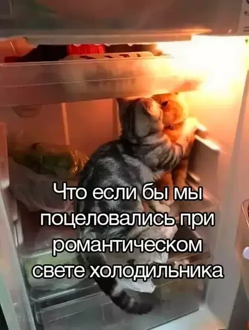 Ди ди дичко