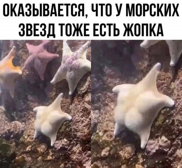 Скучно поди без дичкиного компота?