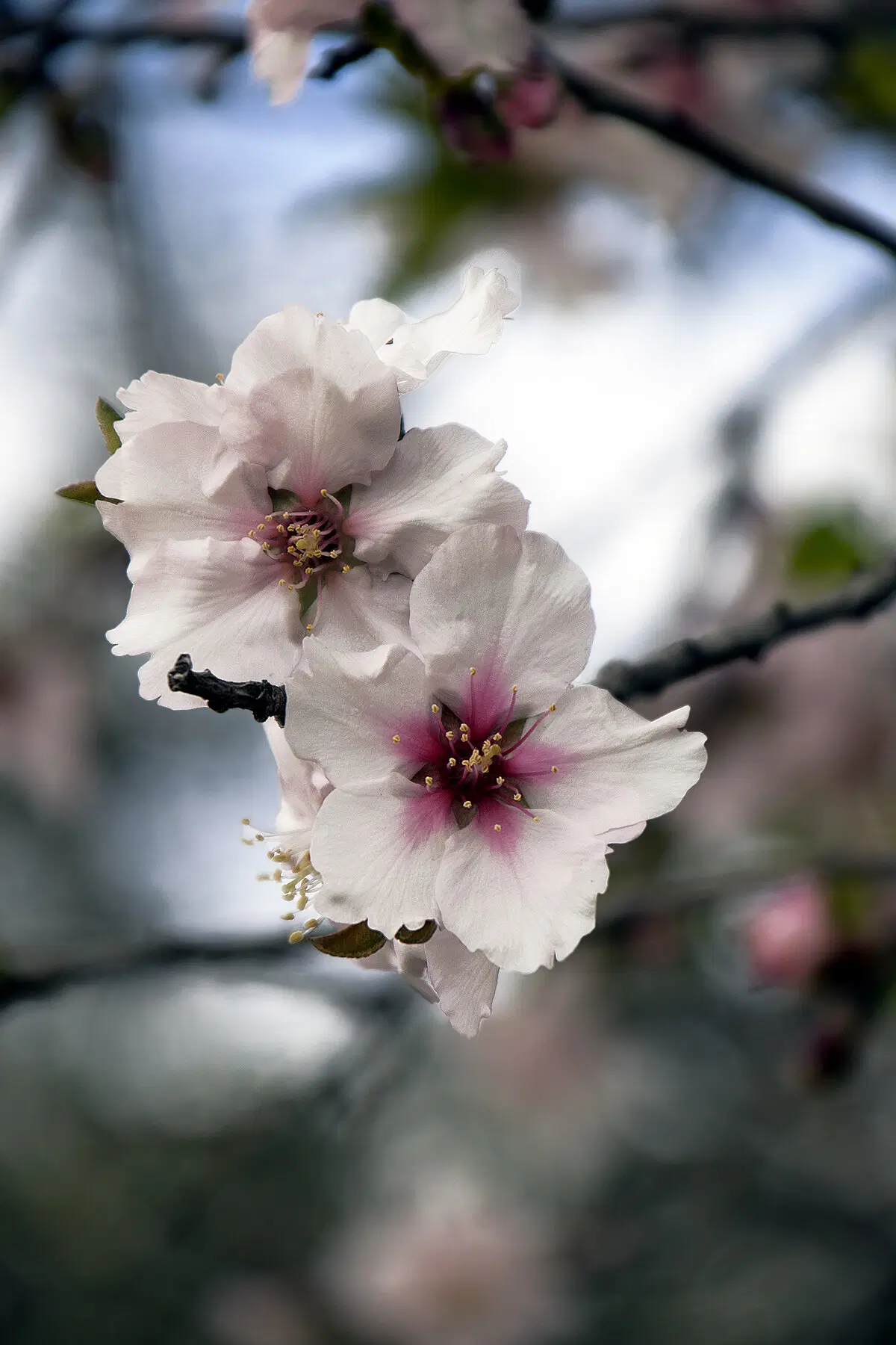 Газели в миндале