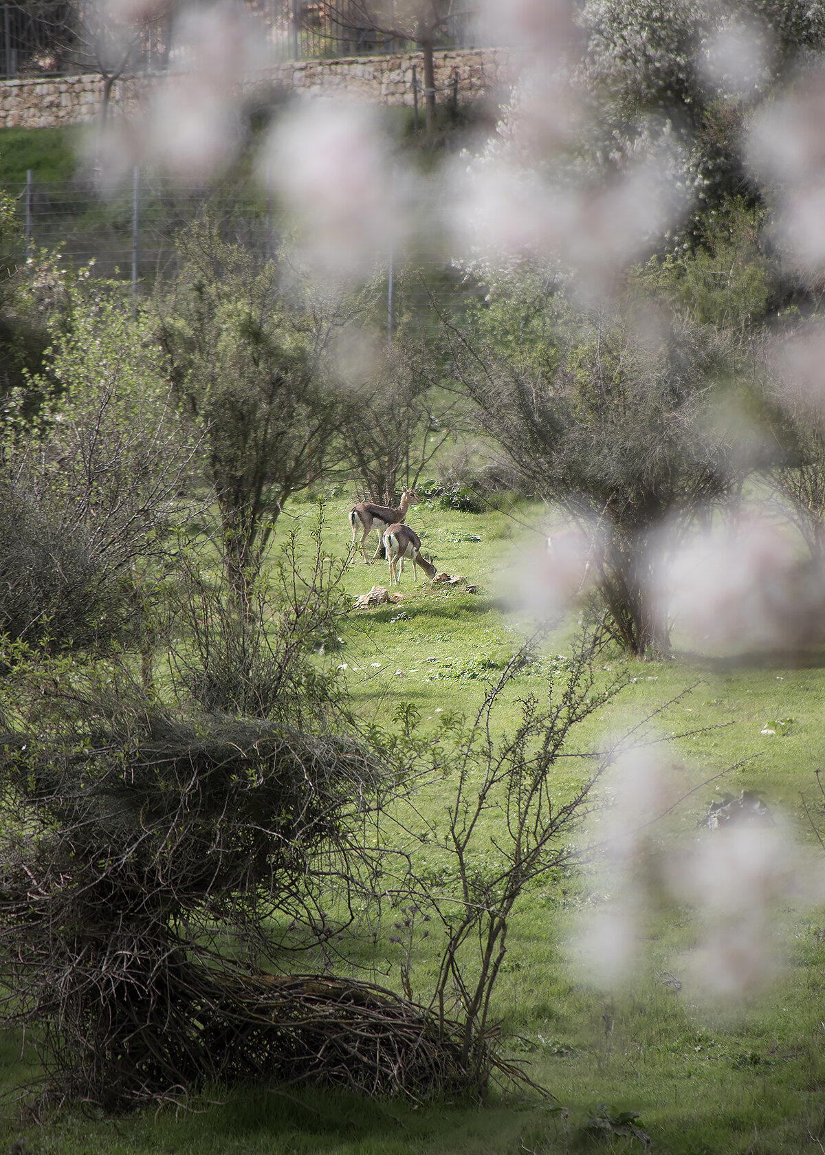 Газели в миндале