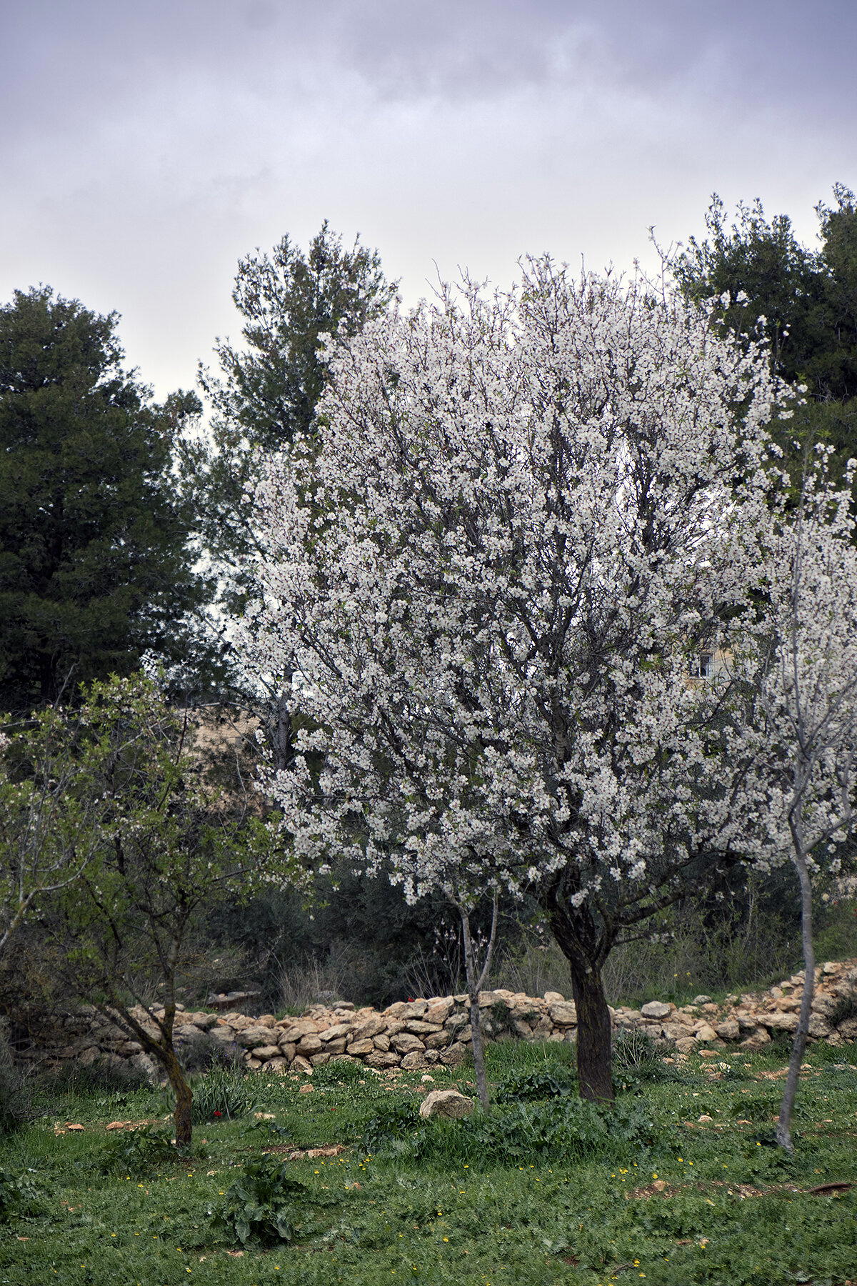 Газели в миндале