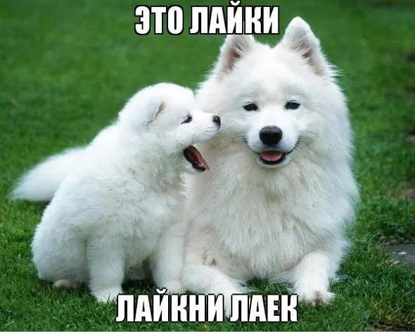 Дичкин воскресенск