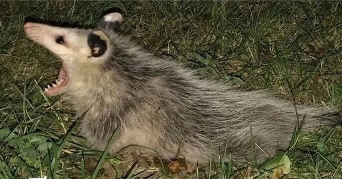 Если бежит орёт, то это опоссум.