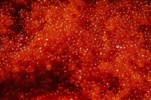 Ивент Вомбата. Слово недели - Эритроциты.