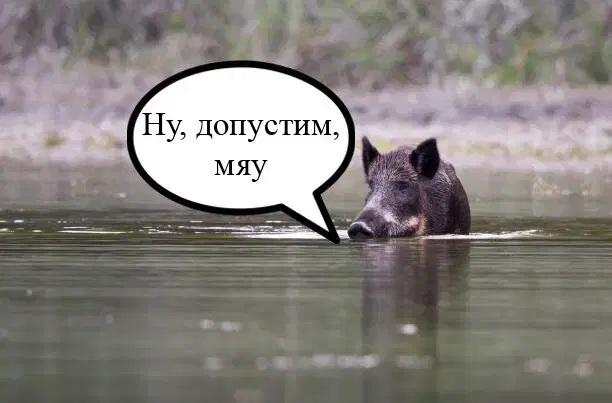 Ивент Вомбата. Слово недели - Эритроциты.