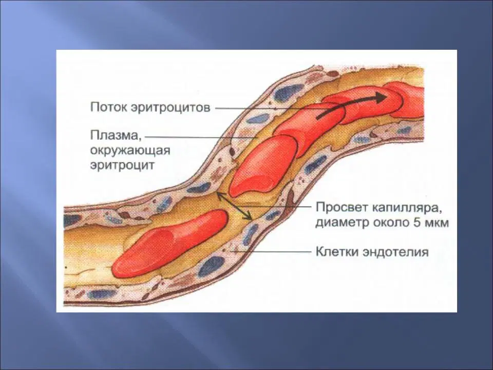 Эритроциты, их тяготы жизни