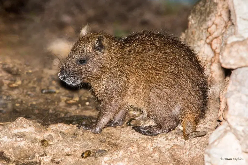 Милота грызучая