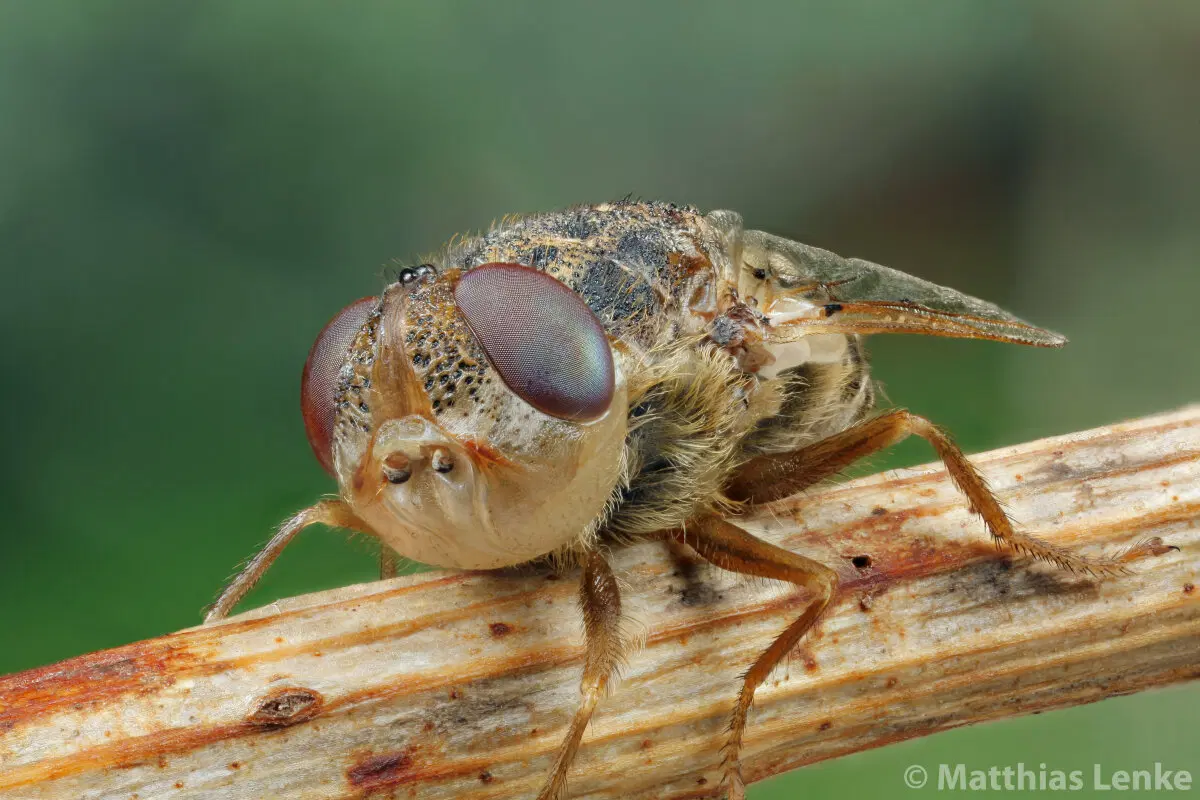 Оводы. Как стать живым инкубатором