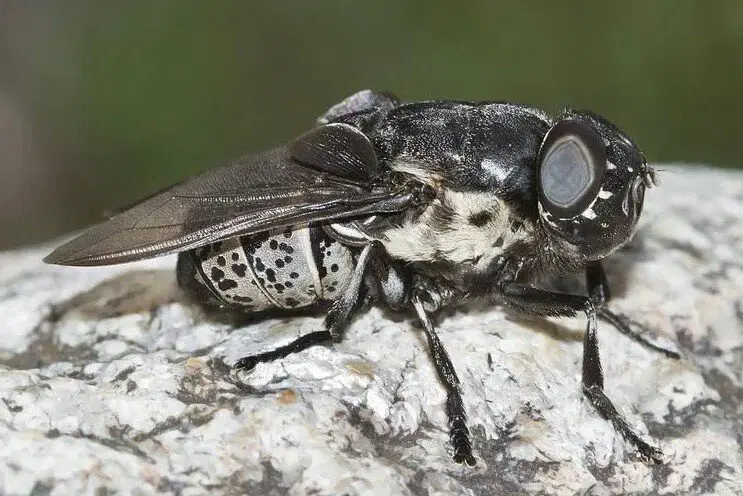 Оводы. Как стать живым инкубатором