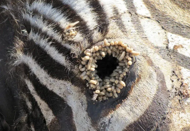 Оводы. Как стать живым инкубатором