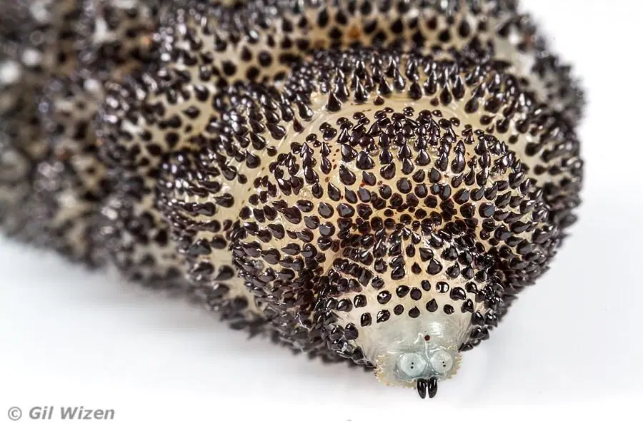 Оводы. Как стать живым инкубатором