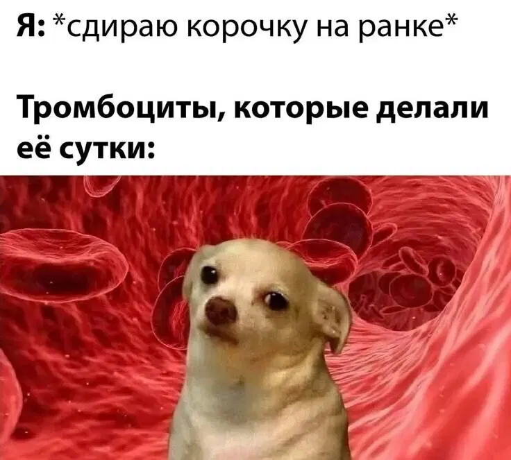 Ивент + Дичка = дичтроциты