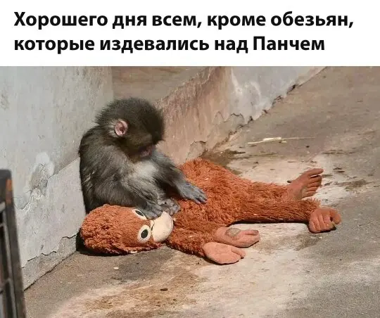 Дичь вторника На дичке среды