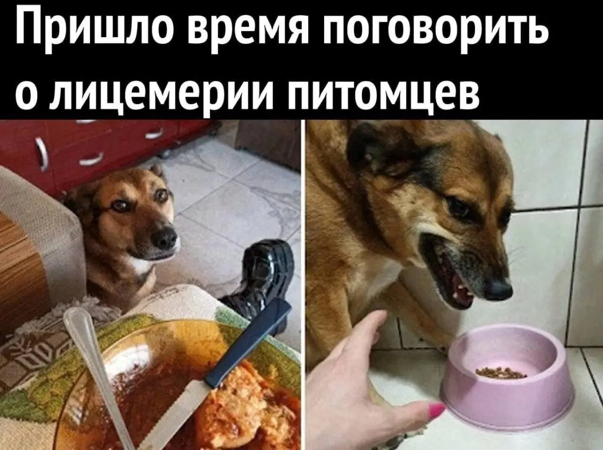 Дичь вторника На дичке среды