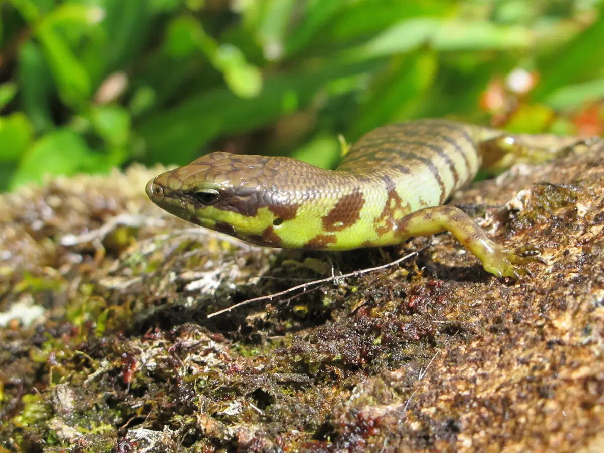 Prasinohaema flavipes - Желтоголовая празиногема.