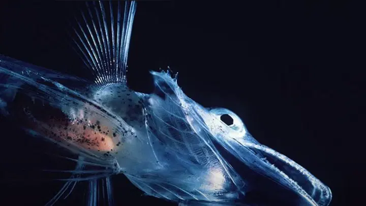 Полупрозрачная рыбка.