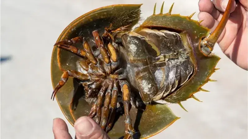 Красавец, не правда ли?