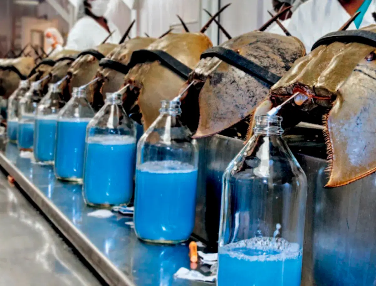 Конвейер по сливу гемолимфы.