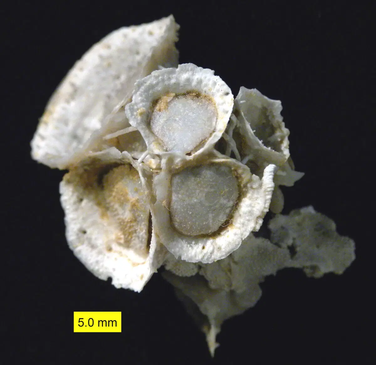 Букетик Hercosestria cribrosa.