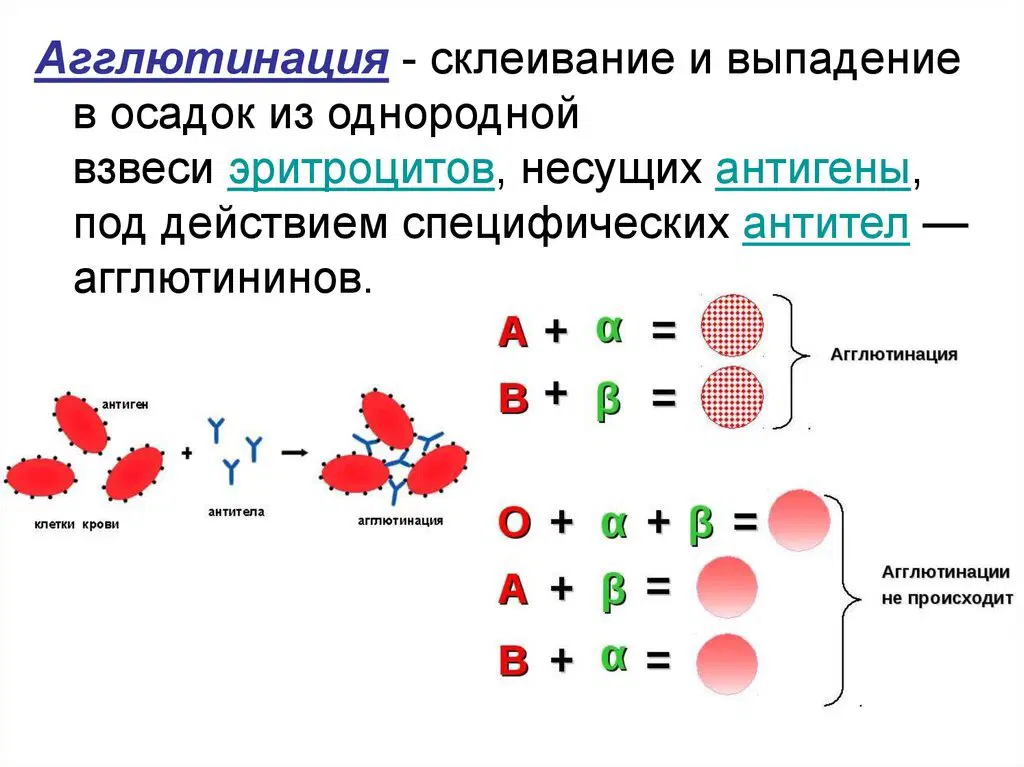явление агглютинации в картинках
