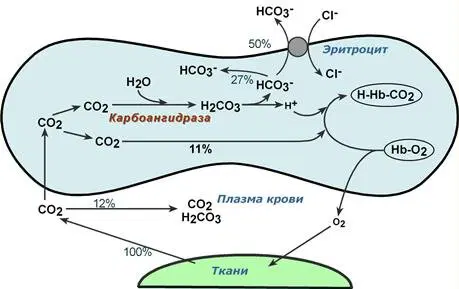 Реакции газообмена в капиллярах тканей