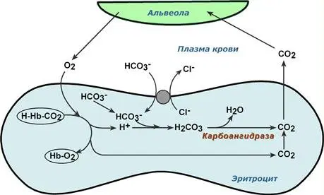 Реакции газообмена в легочных капиллярах