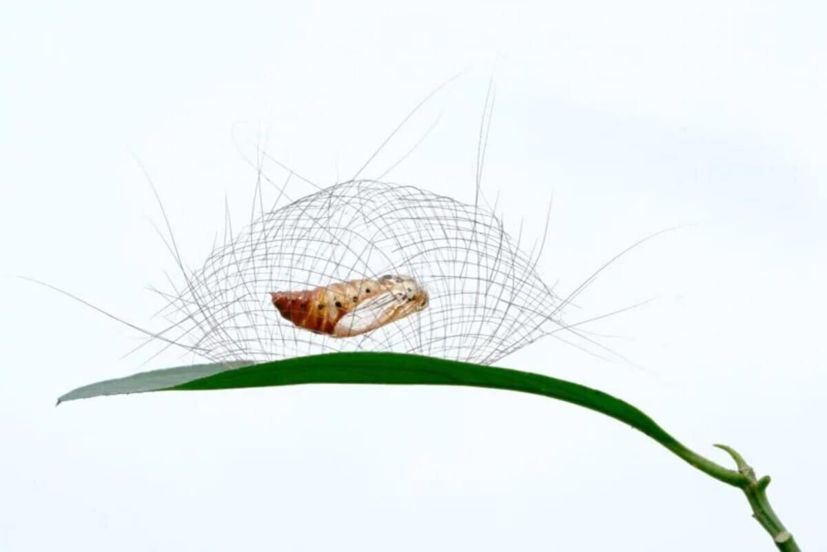 Номинация «Беспозвоночные». Фото Minghui Yuan