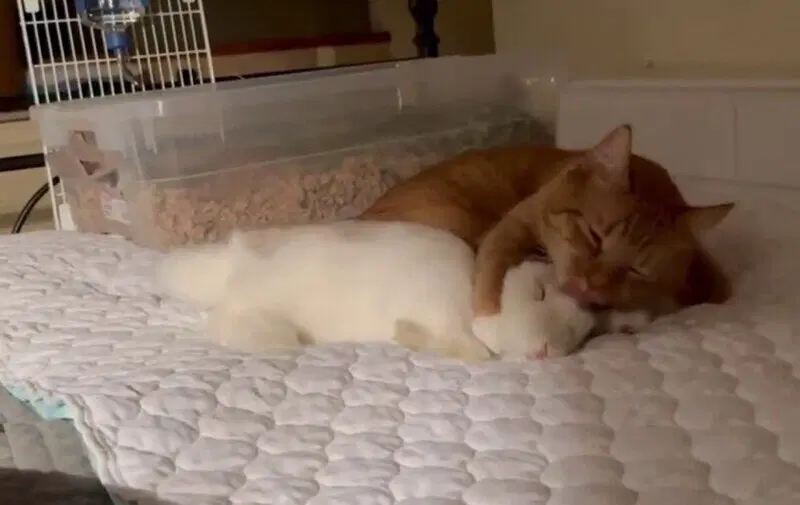 Кот Шредингера. Кто больше альфа-самец?