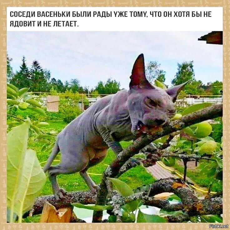 Просто картинки