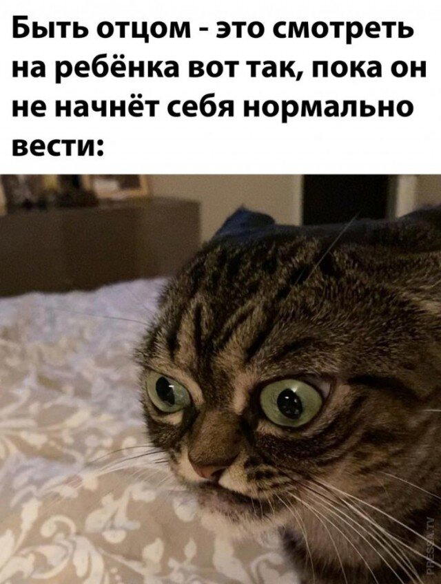 Ди парапа Ди папа-папа дичка