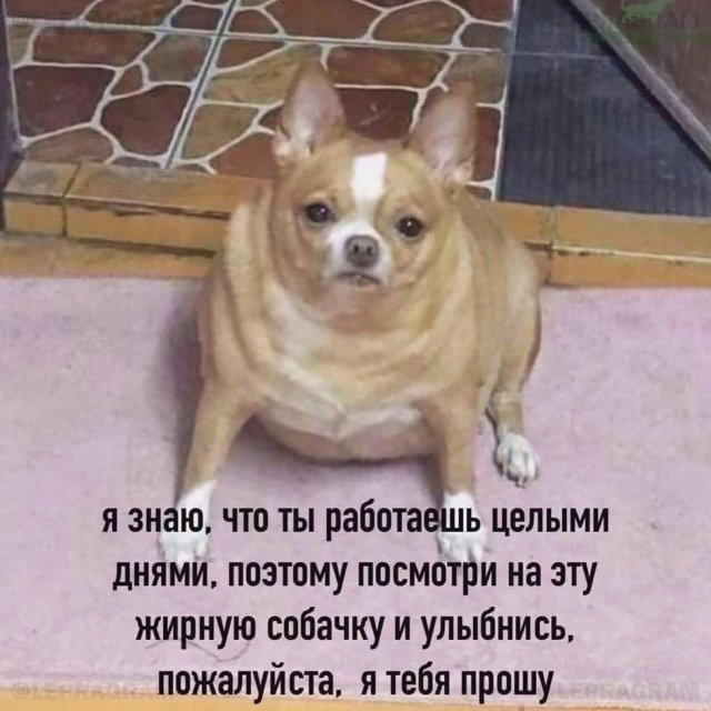 Ди парапа Ди папа-папа дичка