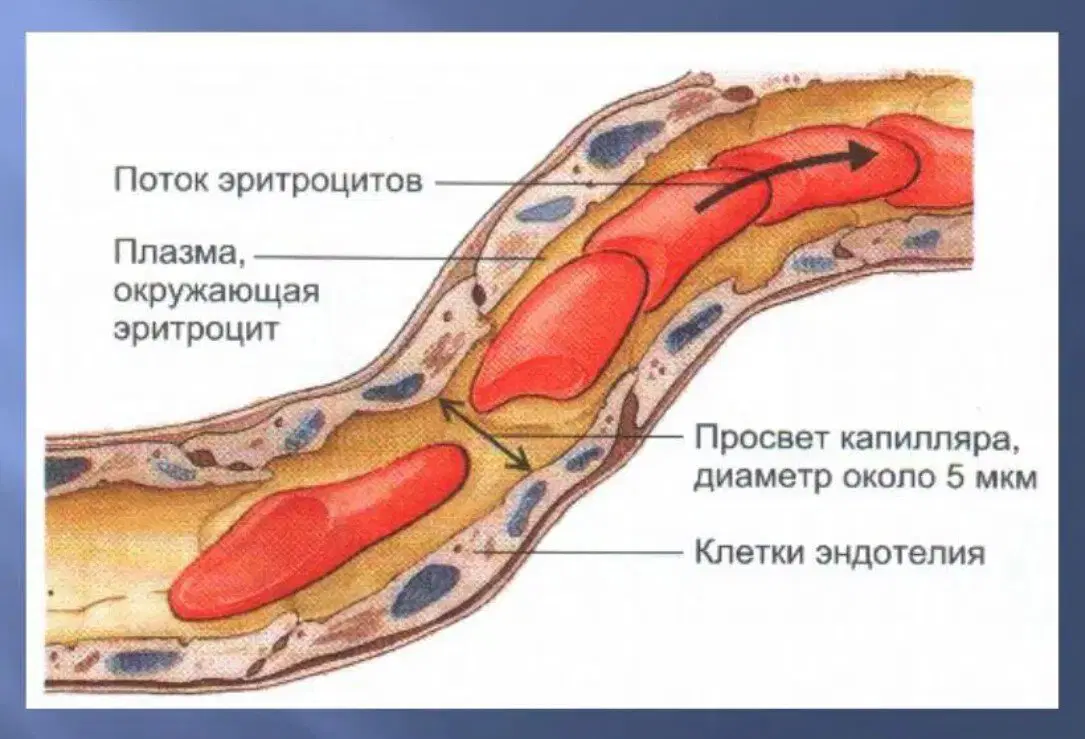 Ивент Вомбата. Слово недели - дровешки
