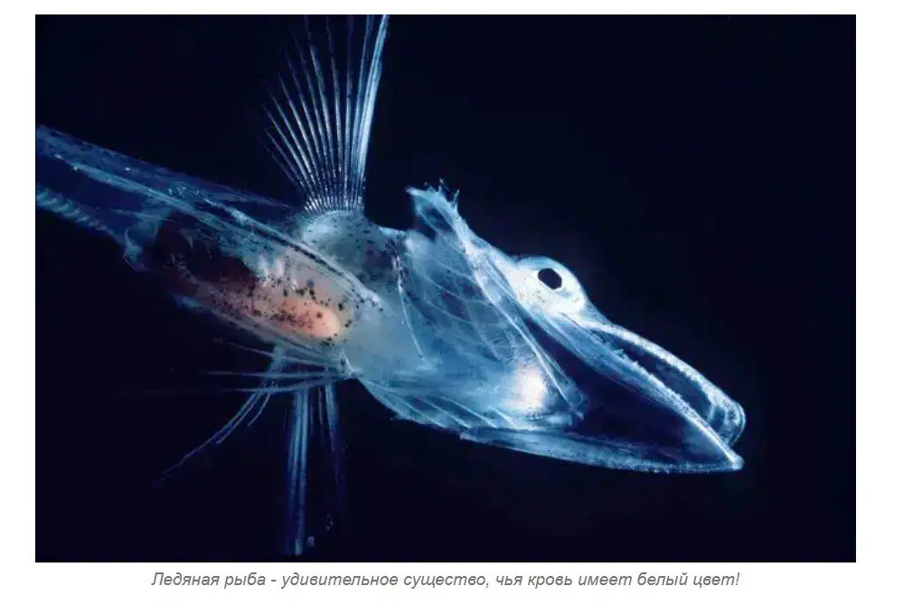 Ивент Вомбата. Слово недели - дровешки