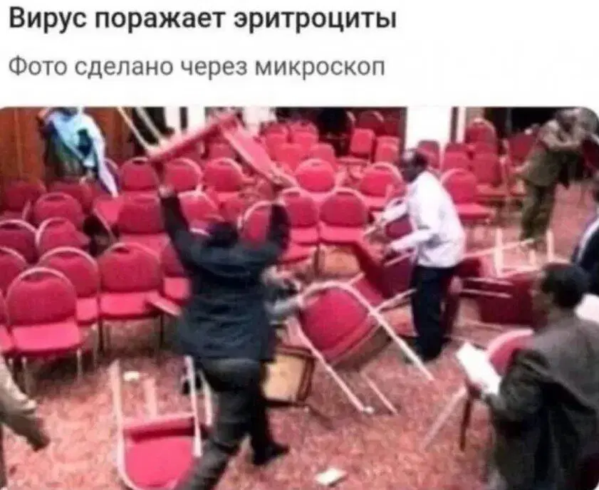 Ивент Вомбата. Слово недели - дровешки