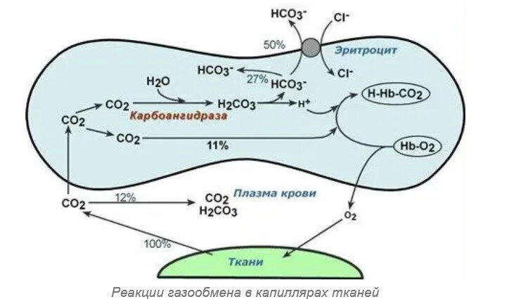 Ивент Вомбата. Слово недели - дровешки