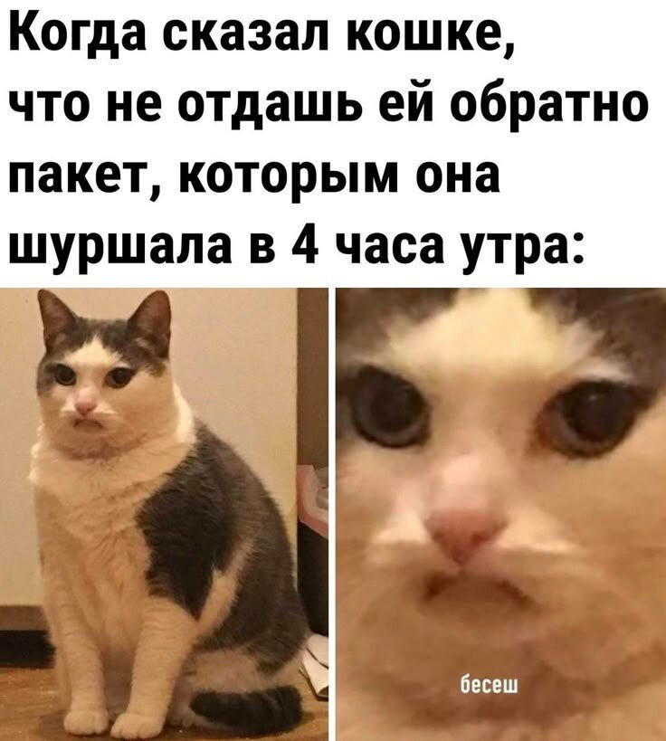 Утров понедельника вам с дичкой