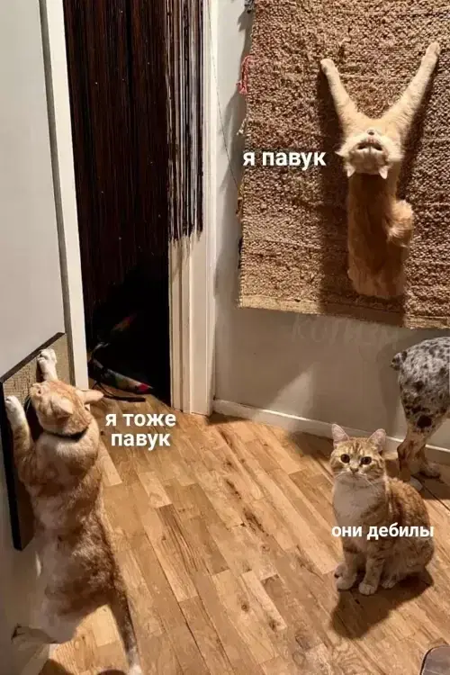 Утров понедельника вам с дичкой