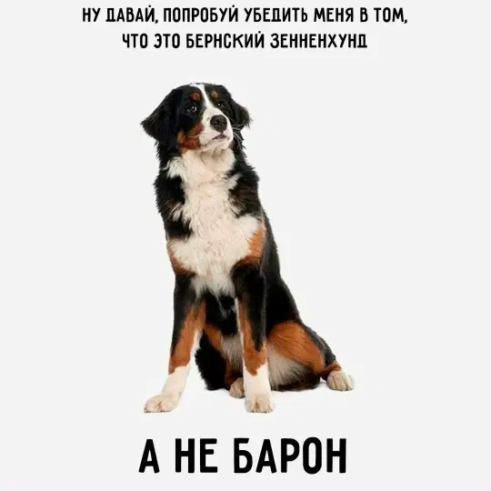 Дичка как вторник, прекрасна