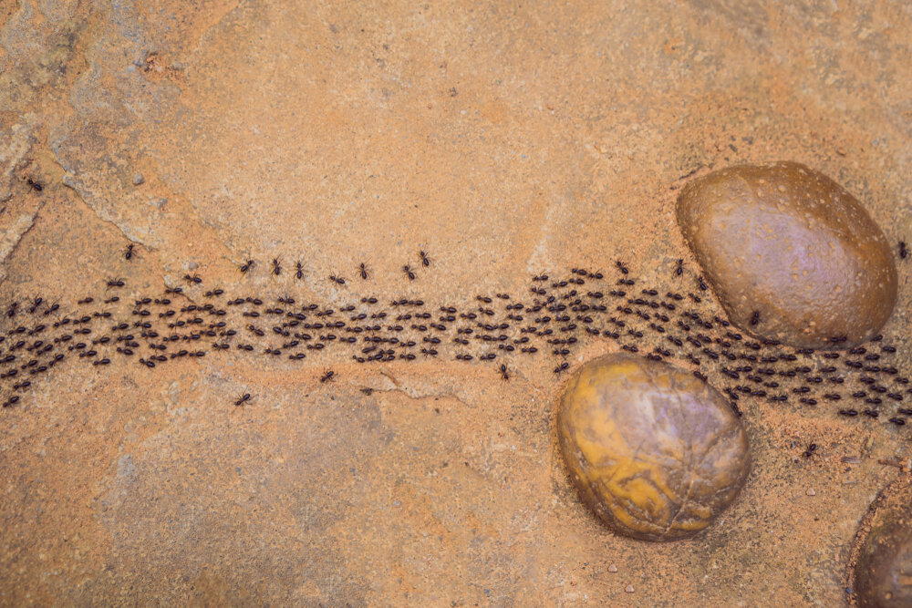 Насекомые умнее многих людей? Как насекомые применяют научные знания