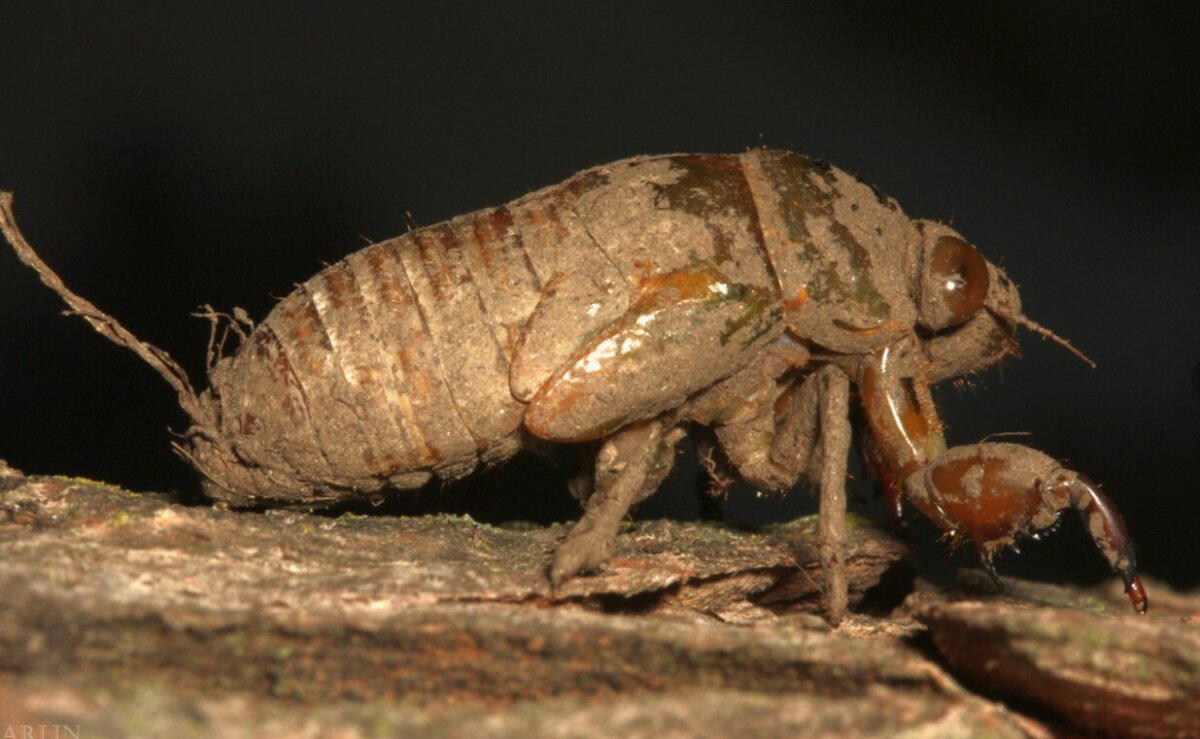 Насекомые умнее многих людей? Как насекомые применяют научные знания