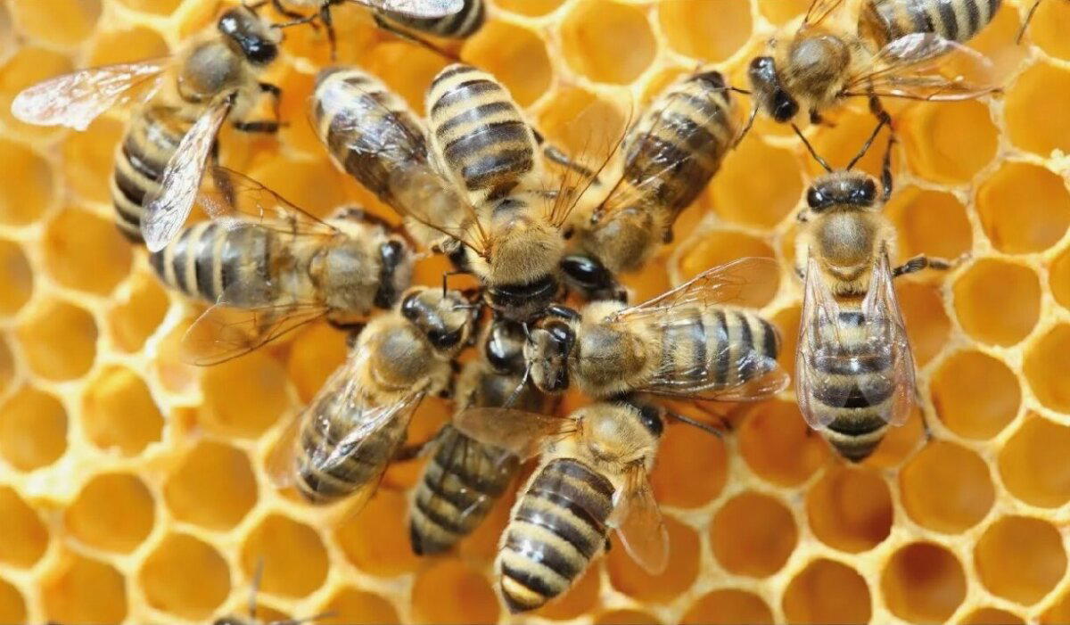 Насекомые умнее многих людей? Как насекомые применяют научные знания