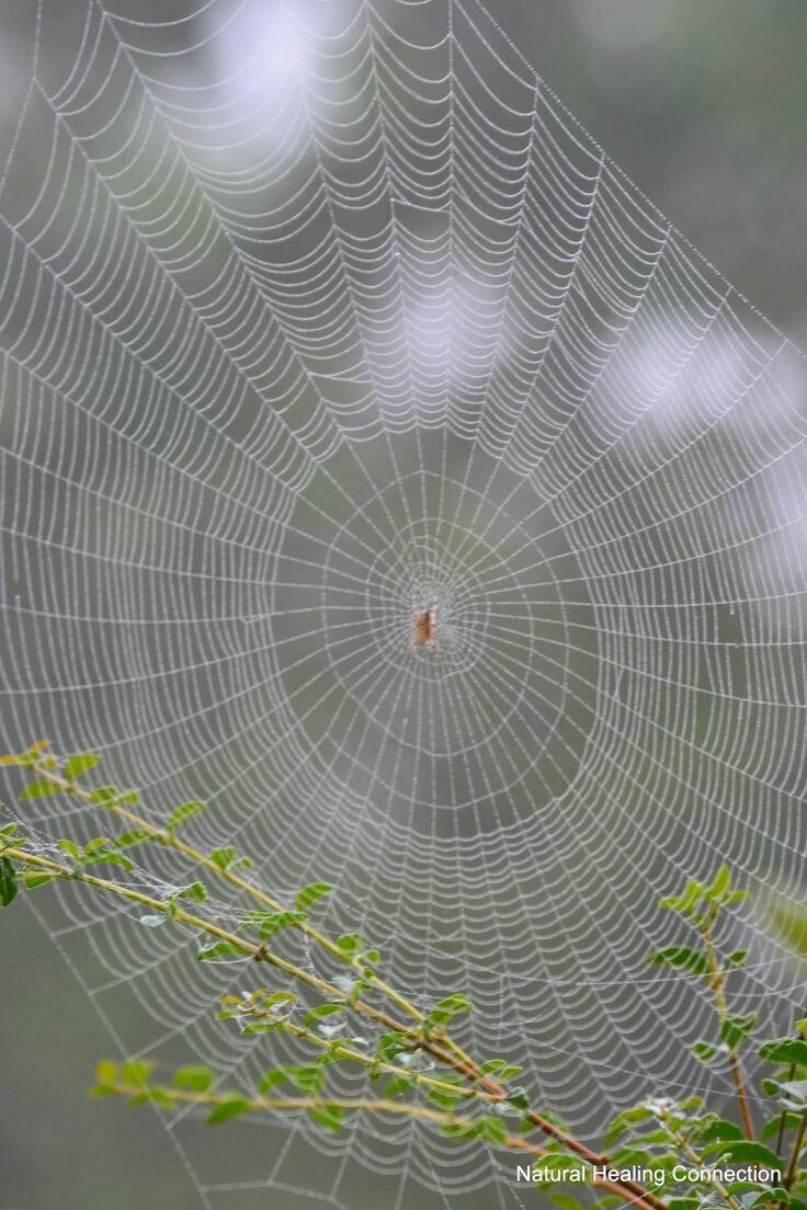 Насекомые умнее многих людей? Как насекомые применяют научные знания